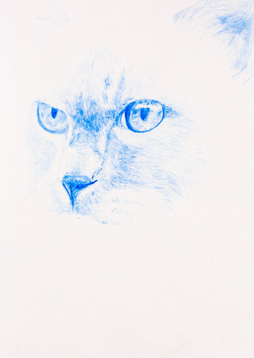 Katt 1