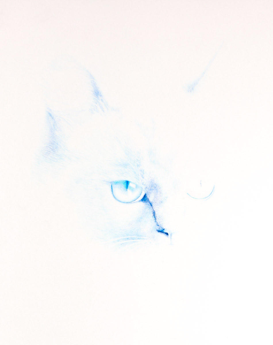 Katt 3