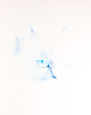 Katt 3/