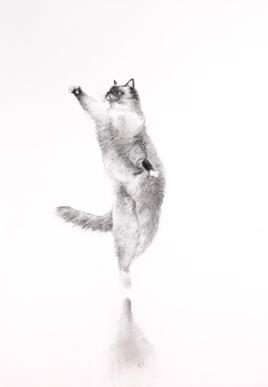 Katt - Ballerina 1/