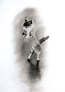 Katt - ballerina 3/